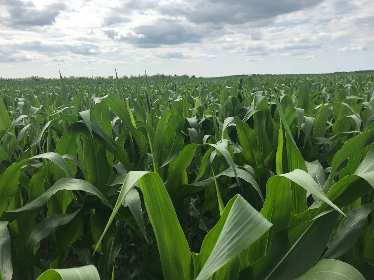 US corn price drops dramatically