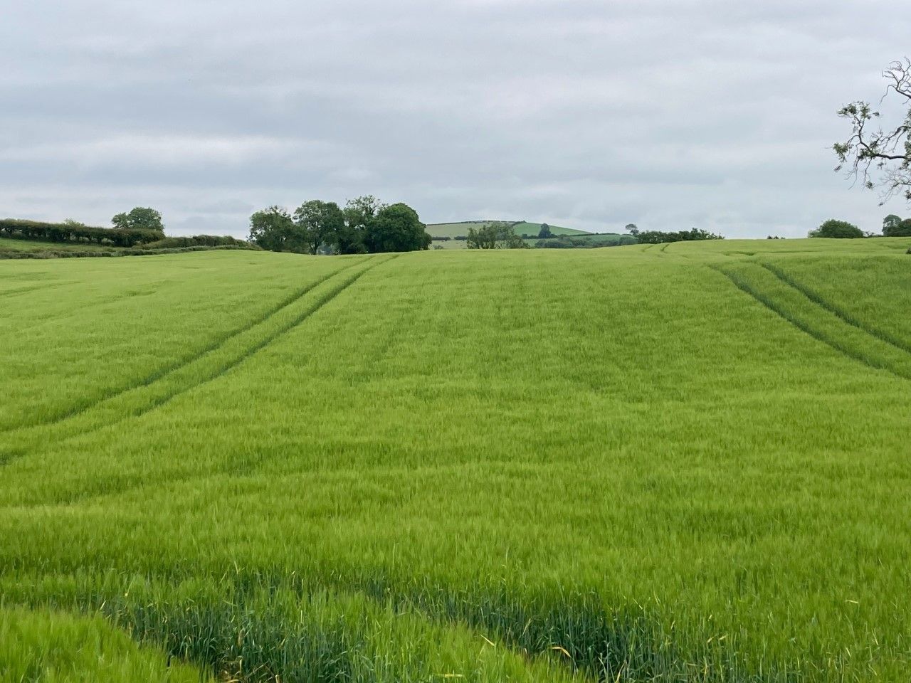 CAFRE to host grower workshops on fungicides