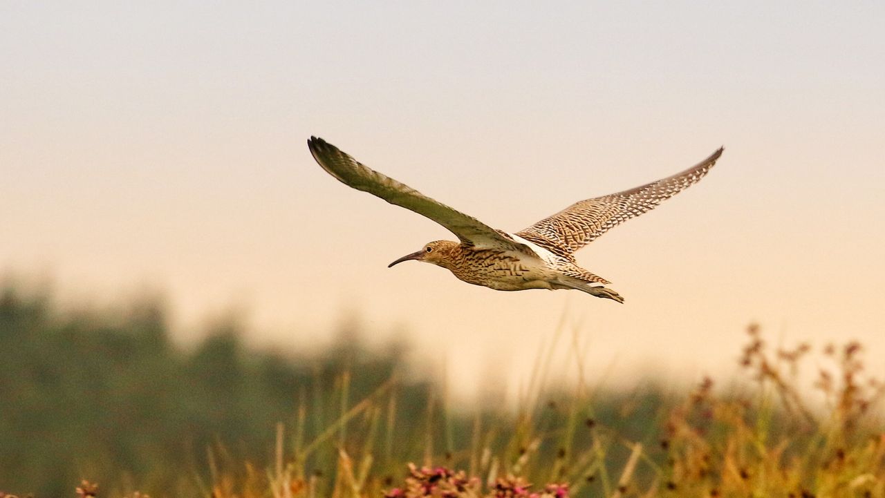 Quarter of island’s native birds now ‘red-listed’