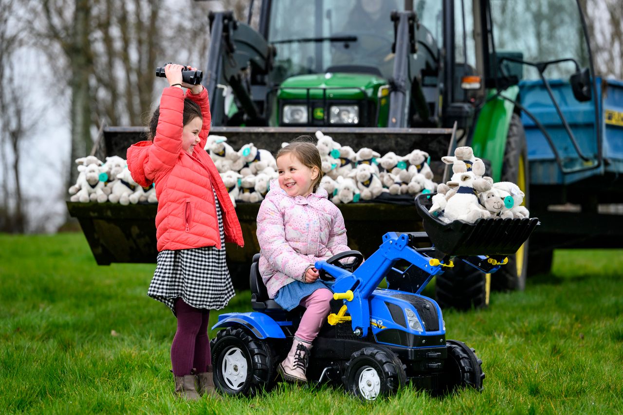 Over 1,900 toy sheep to be hidden across Scotland for RHASS anniversary