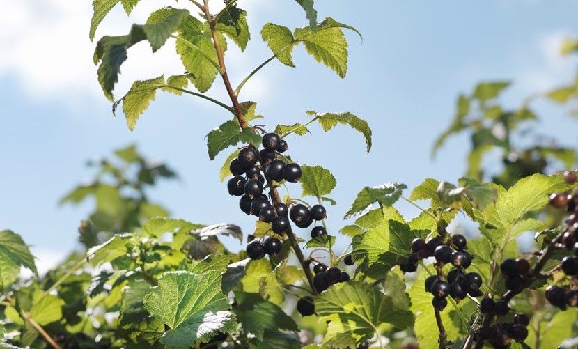 British blackcurrant harvest beats climate change predictions