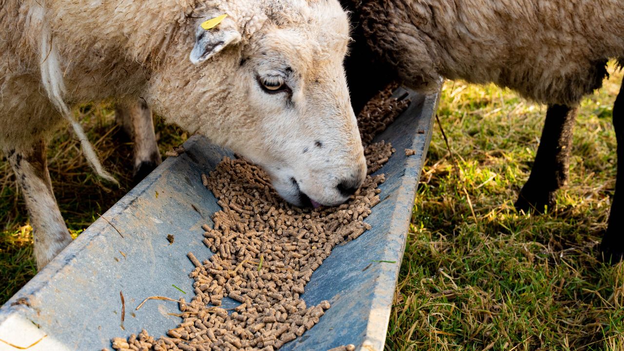 ‘Resilience payment’ to be central to new NI farm support proposals