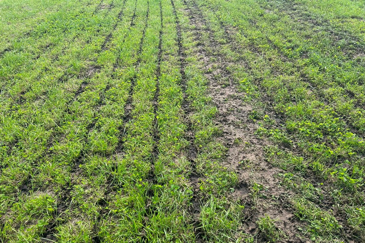 Is it time to prepare silage ground for the first cut?