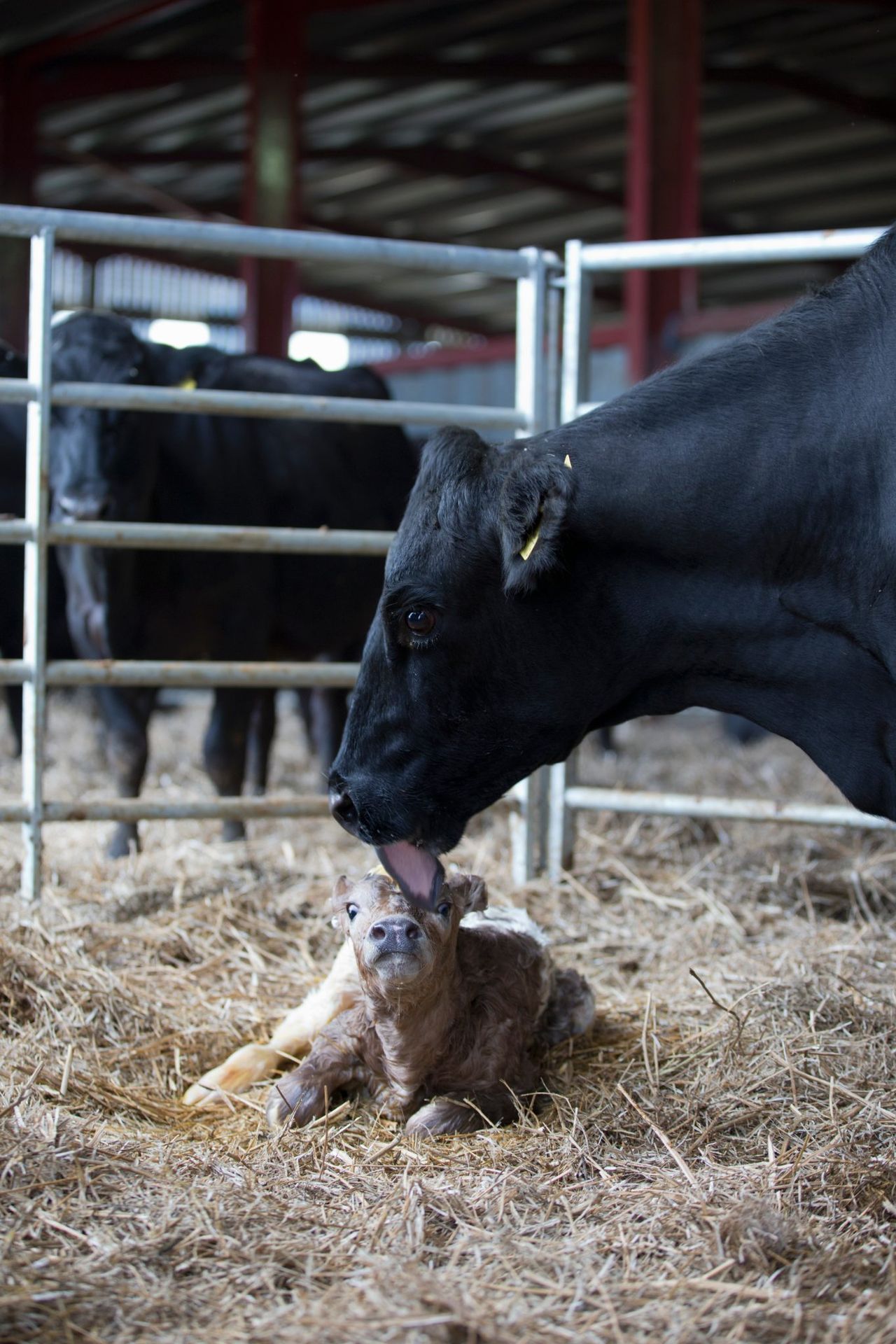 Dairy advice: Time to draw up a herd health plan for 2026