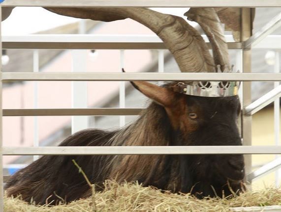 If the goat was mistreated he would not be putting on weight - Healy-Rae