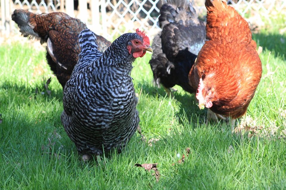 UK trade secretary slams ‘obsession’ with chlorinated chicken in post-Brexit deal
