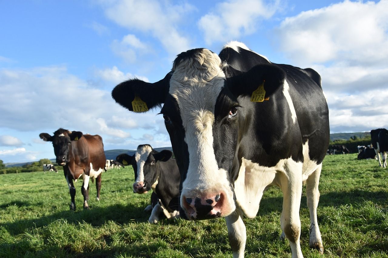 Wales extends TB trials as pilots prove successful