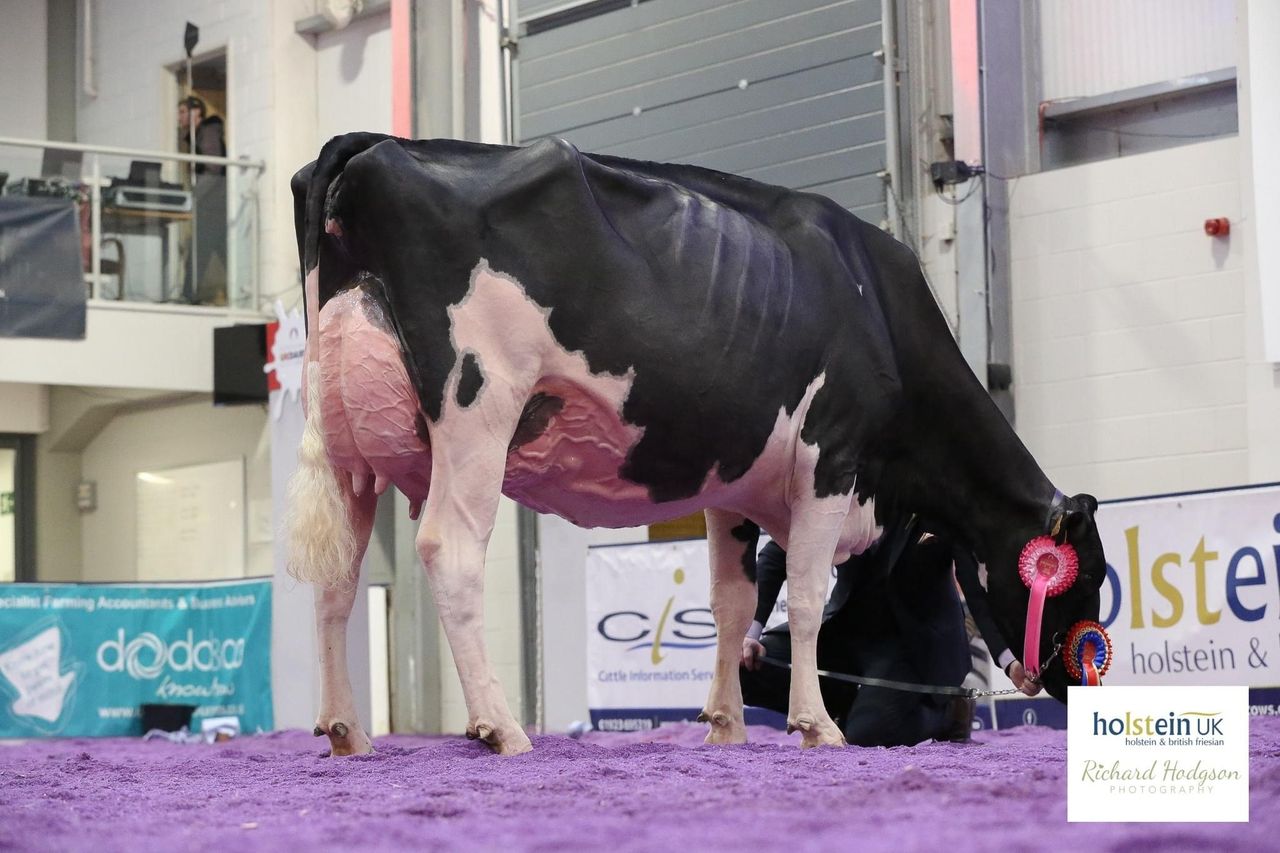 NI farmers to judge at flagship UK dairy show
