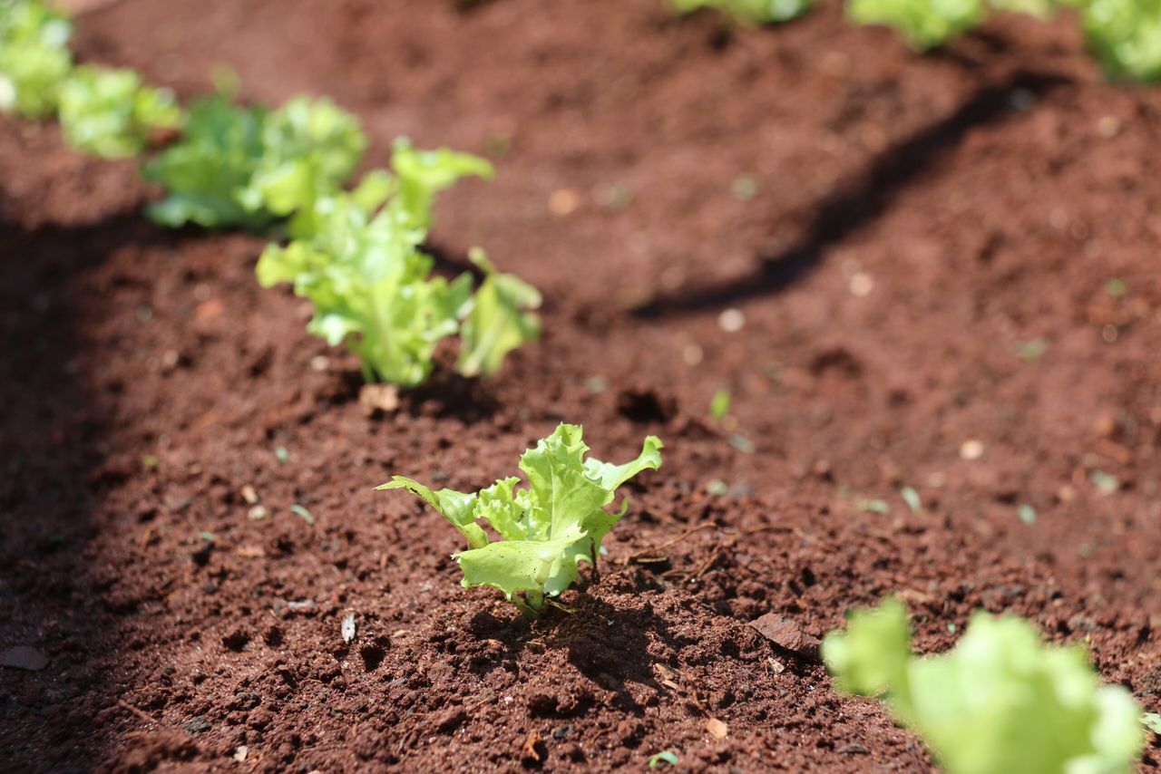 Field event to thresh out challenges and opportunities for sustainable farming