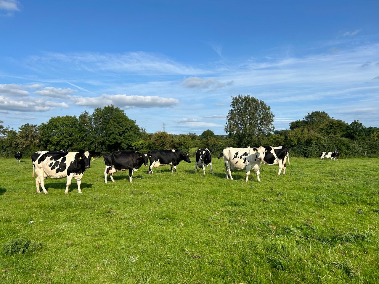 UK college farm aims to reduce carbon output of livestock