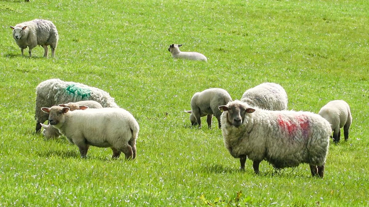 3 men charged with hare coursing and livestock worrying