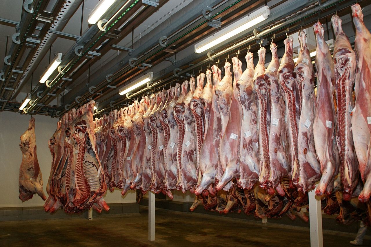29% of sheep slaughtered without pre-stunning in 2024 - FSA