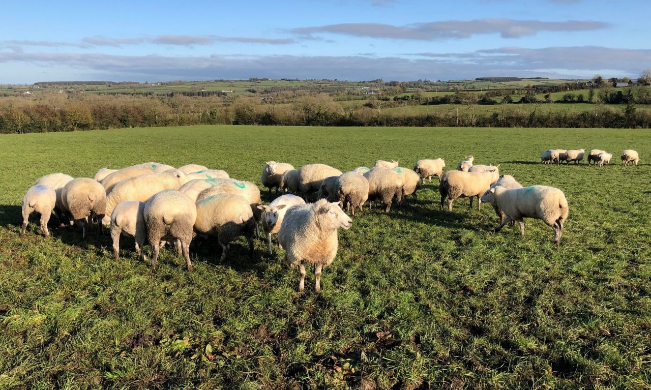 40% of Scottish upland sheep scheme applications still outstanding