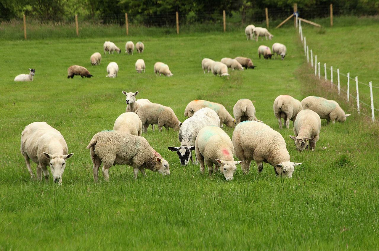 Ewe nutrition: How BCS impacts milk quality and lamb size