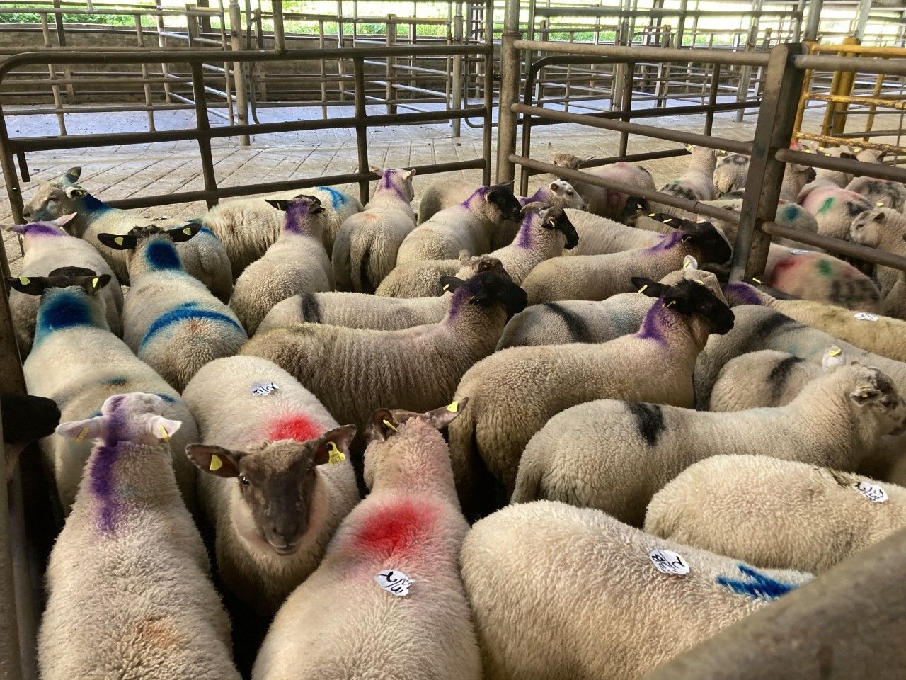 Northern sheep trade: Lamb prices continue to come under pressure