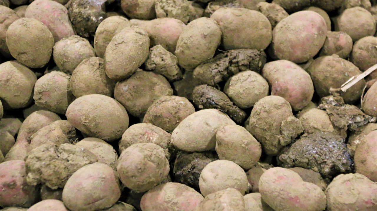 Potato stocks down 13% on five-year average
