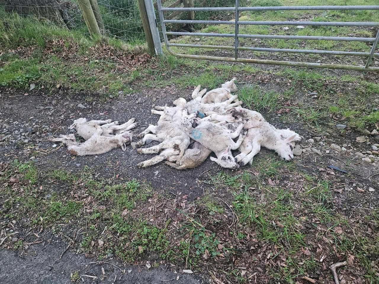 Graphic pics: Dumping of dead lambs in Derry being ‘investigated’ by DAERA