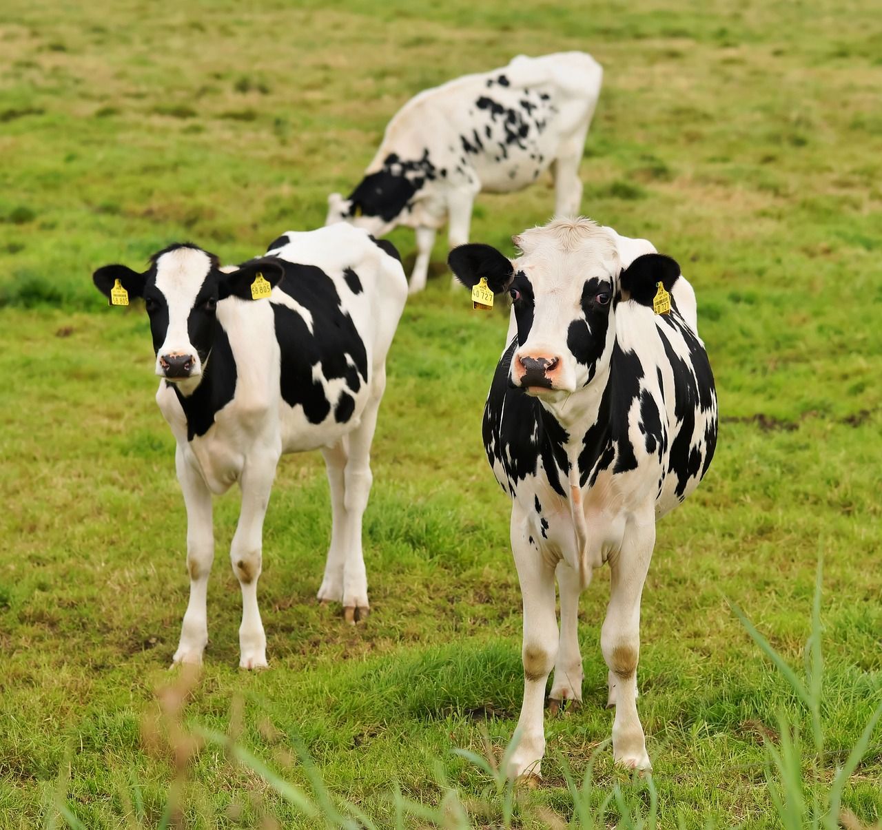 CAFRE to hold meetings for dairy farmers on cash concerns