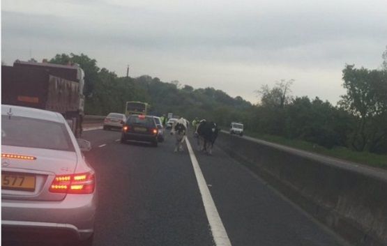 Moo-ve it: Three cows cause traffic chaos on the M1