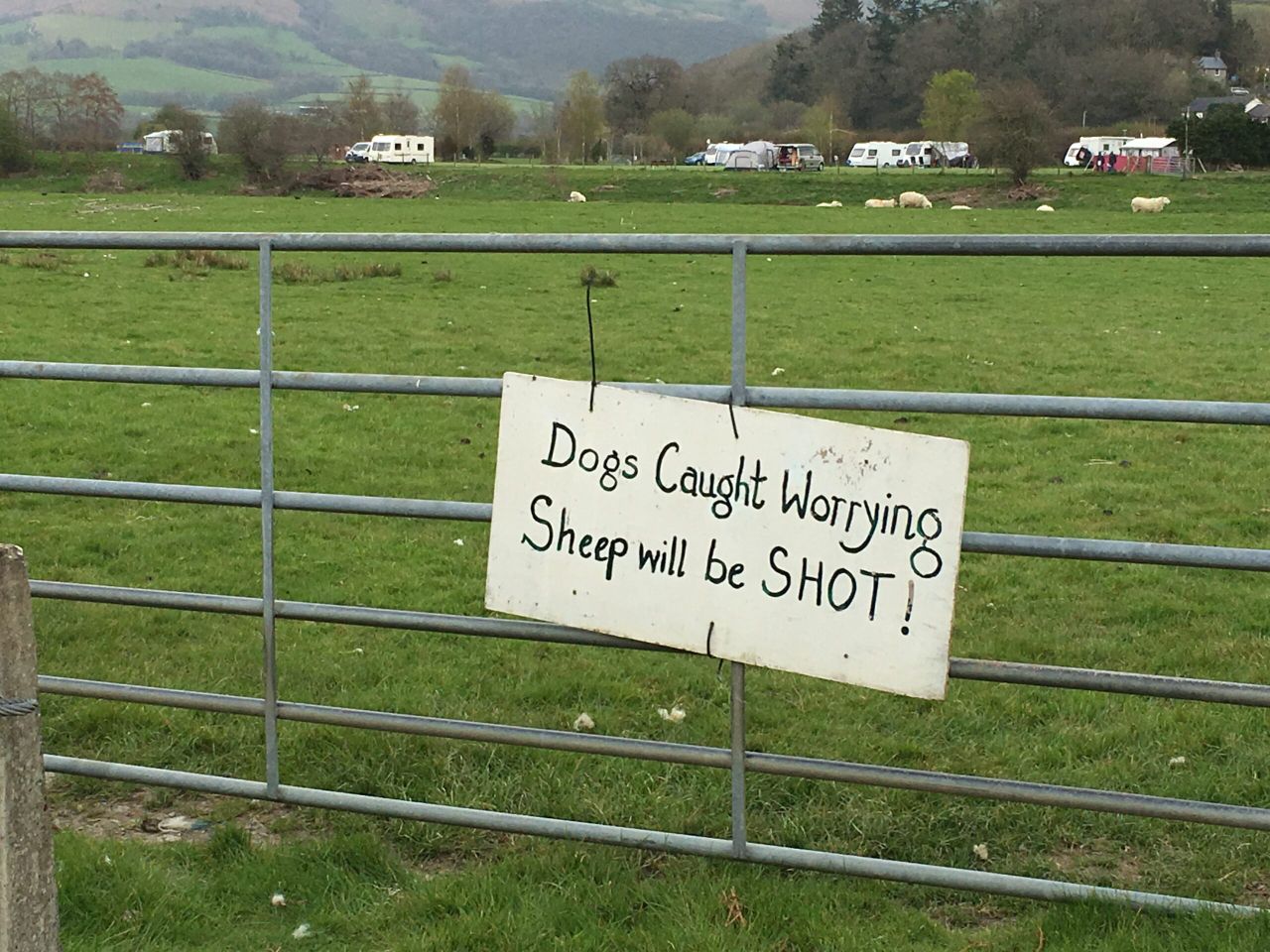 Cost of livestock attacks doubles to £285,000 in Wales