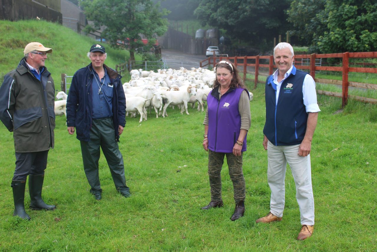 EasyCare sheep numbers continue to grow across UK and Ireland
