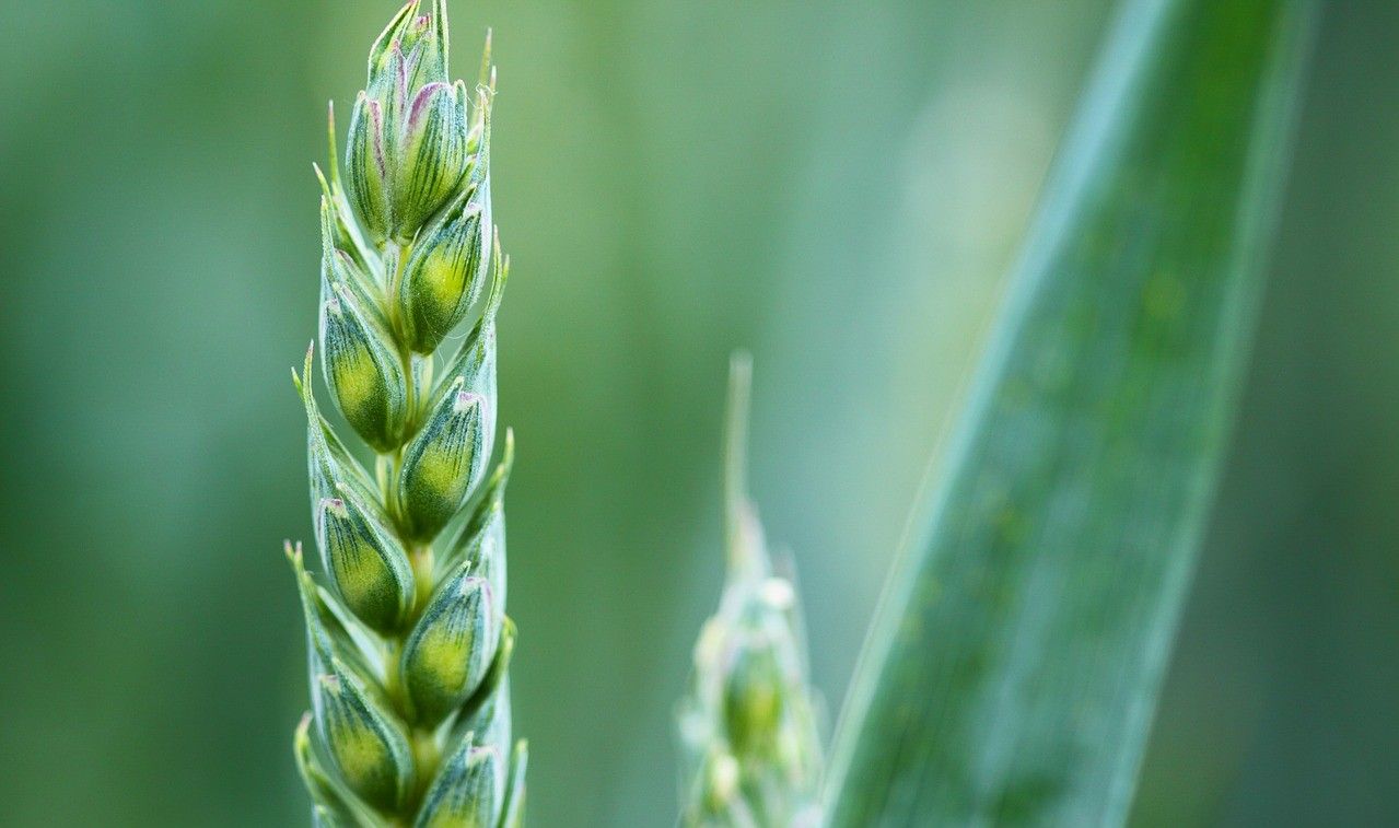 How agronomists are helping water companies plan ahead