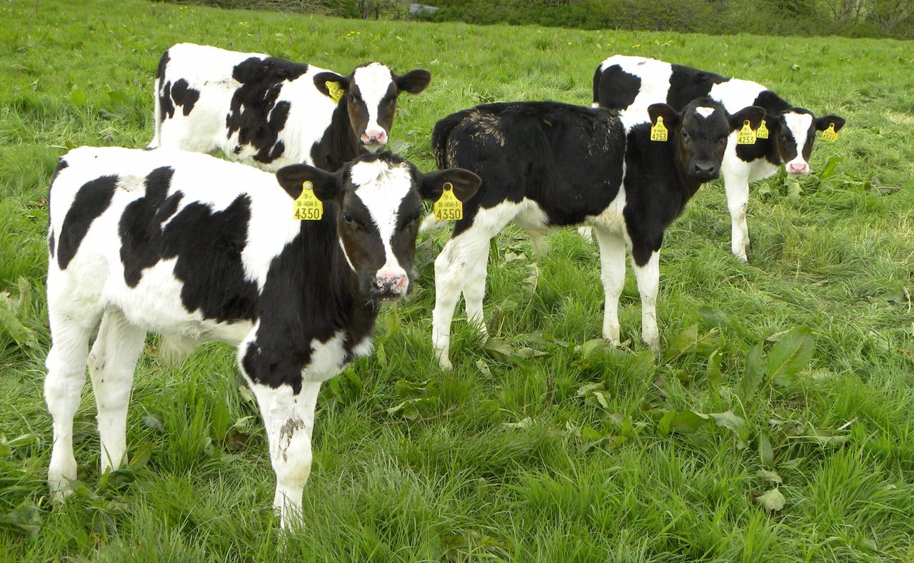National Youngstock Conference to focus on breeding, nutrition and health