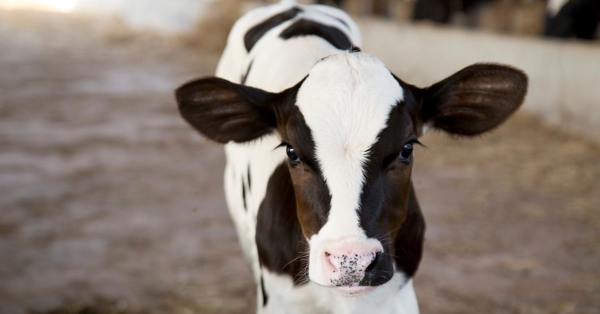 How important is a good winter diet in terms of calf health?