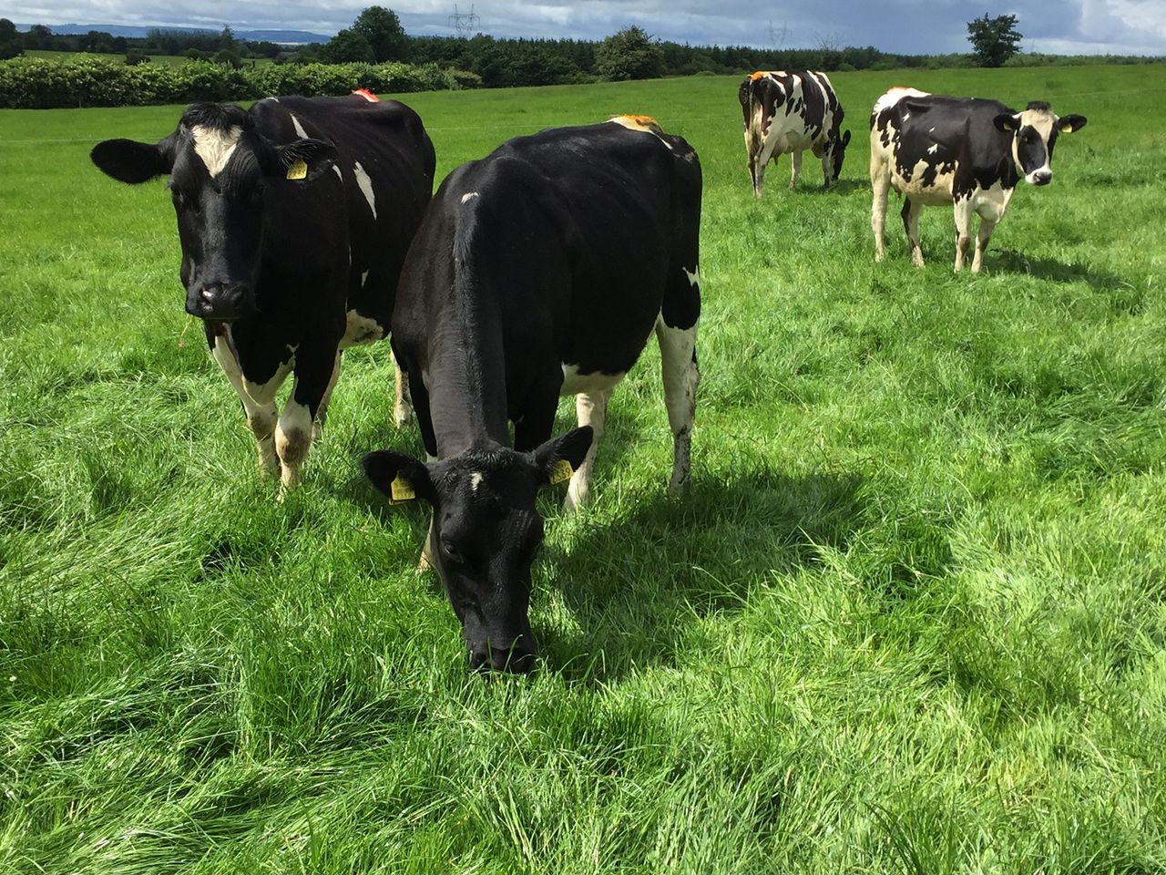 ‘Italian Ryegrass – more positives than negatives’