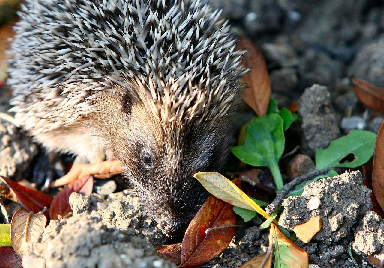 Report shows hedgehog numbers plummet by 50% in British countryside