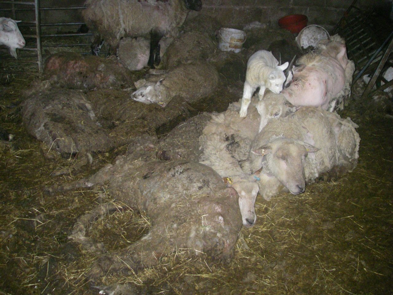 Pigs found ‘eating the remains of dead animals’ on horrific Bristol holding