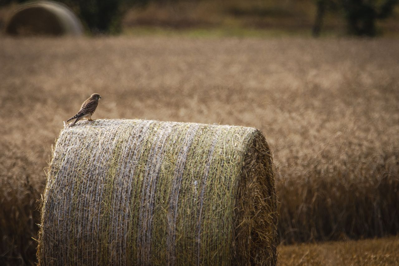 Reminder: Baling straw in dry conditions can remove sizable quantities of potash