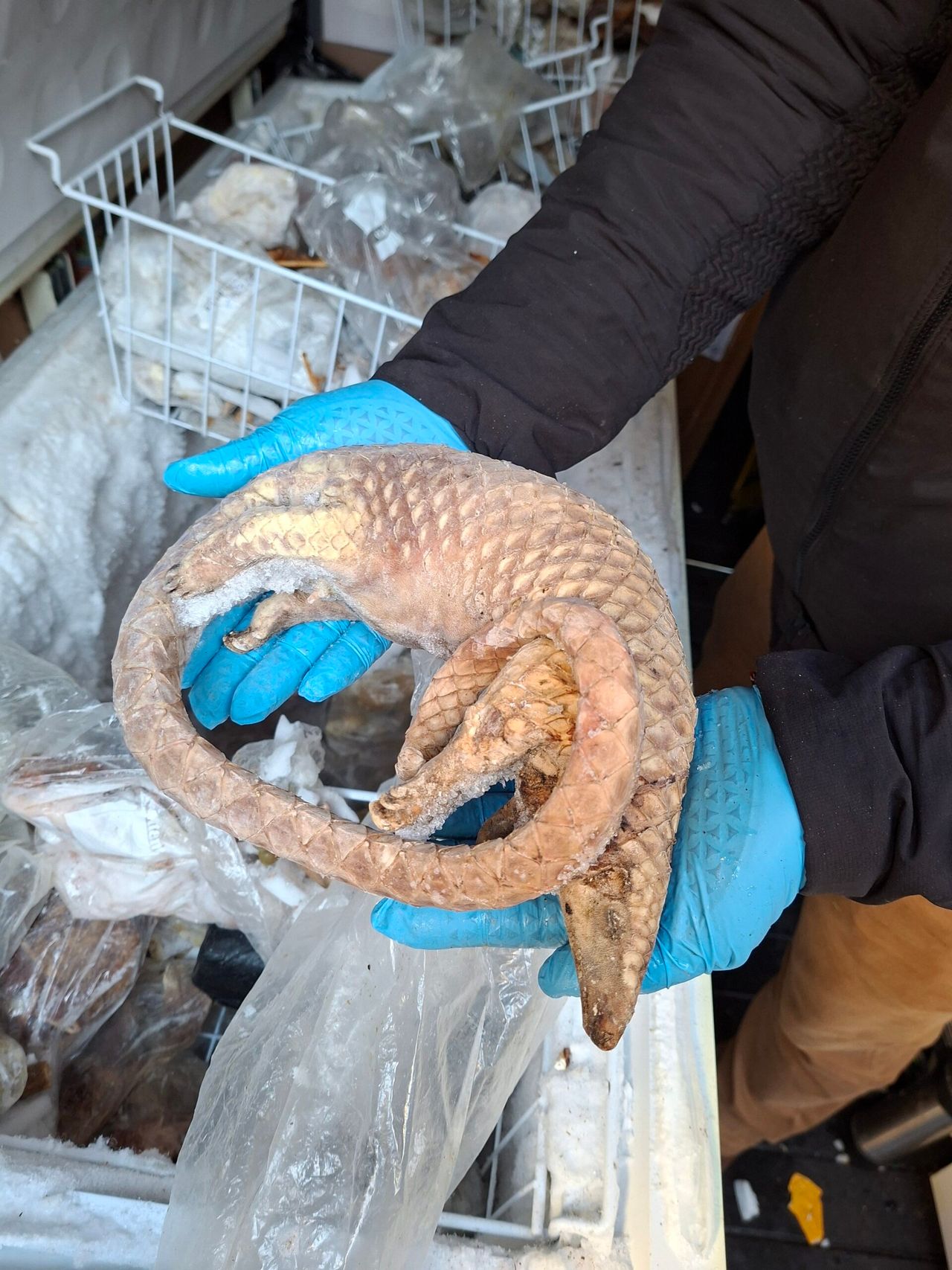 Man arrested after 38kg of illegal bushmeat seized