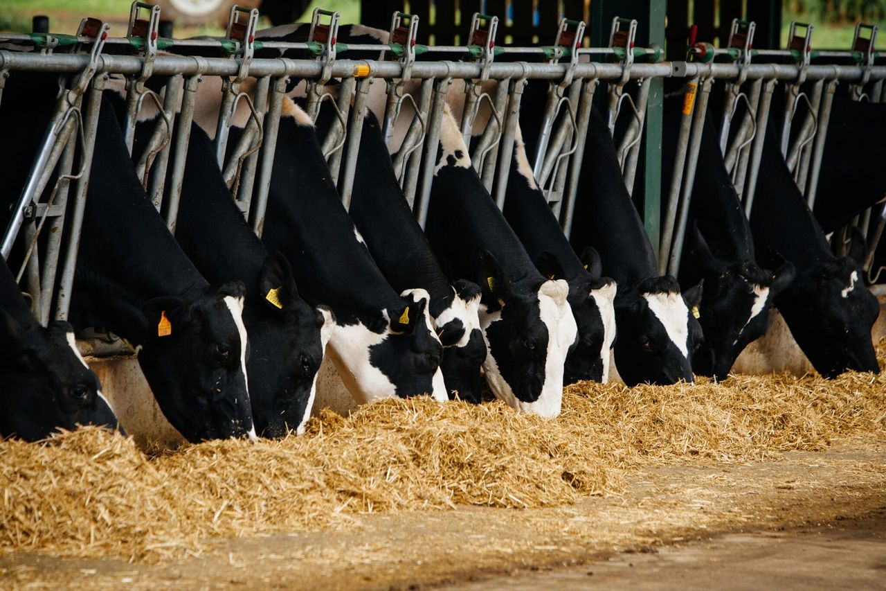 Growing threat of mycotoxins in silage