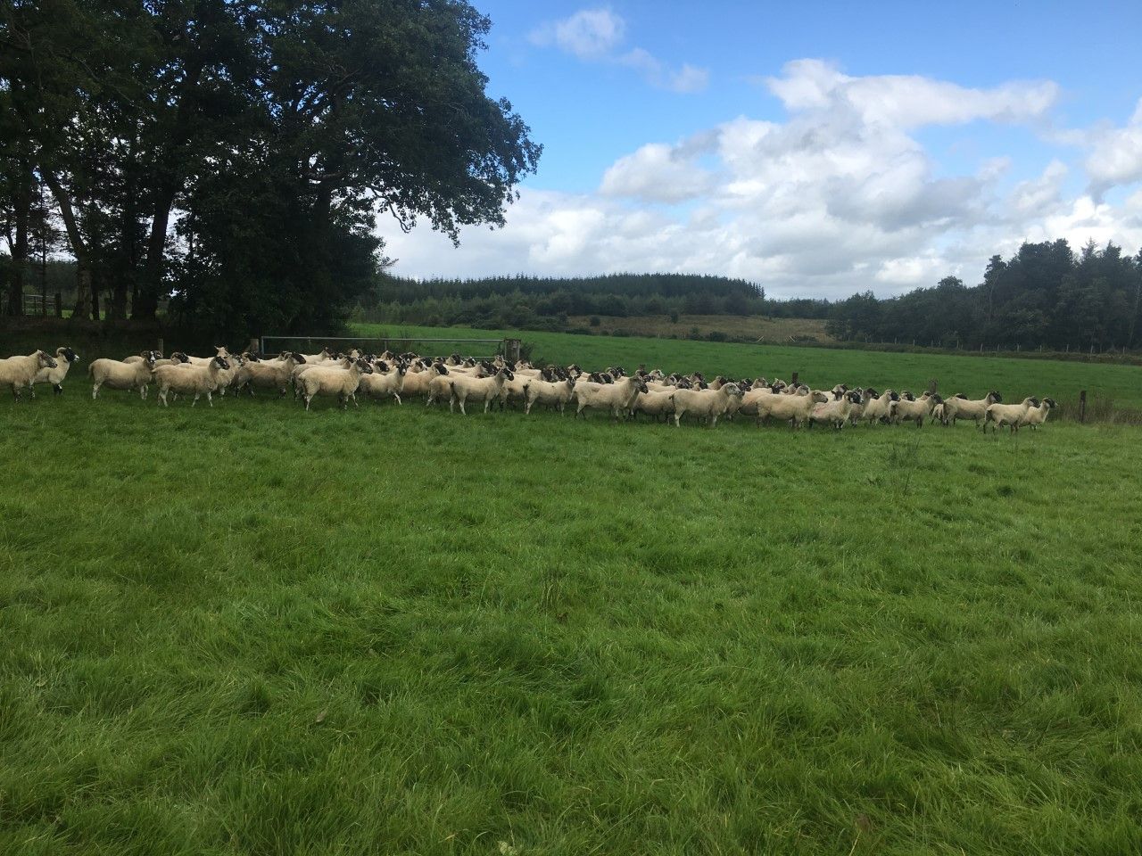 Time to assess your ewes’ BCS now