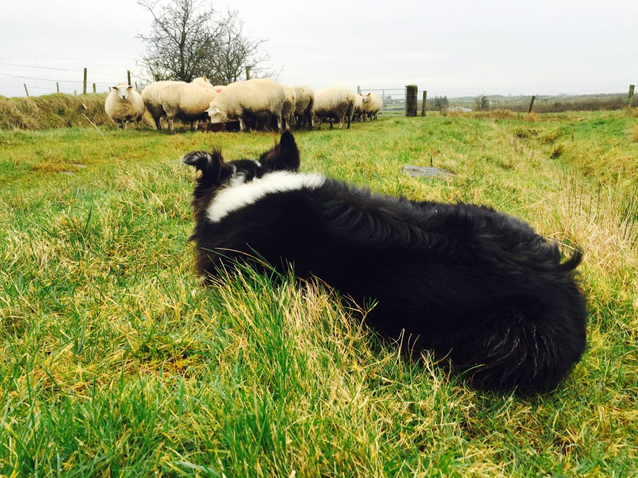 NI livestock worrying and dog attacks 'at record levels'
