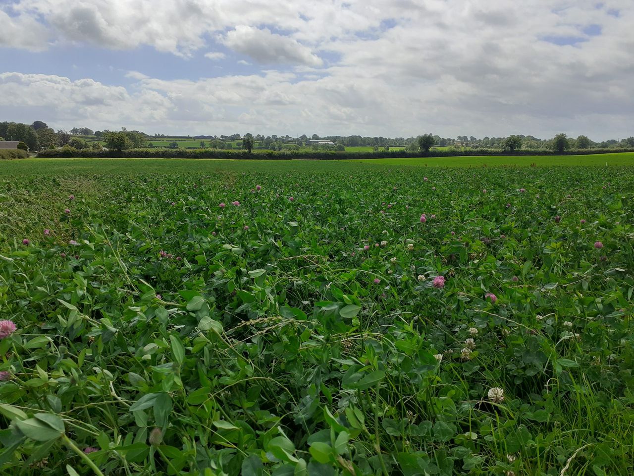 CAFRE farms: A look at clover & grazing management in 2024