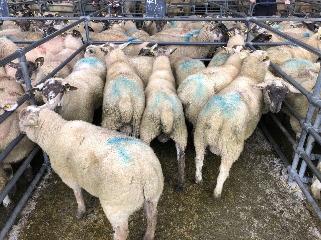 Don’t take the risk, quarantine newly-purchased sheep