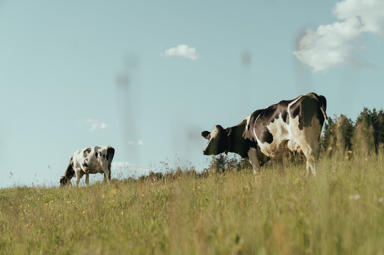 FAO Food Price Index: Dairy and cereal prices rise in September