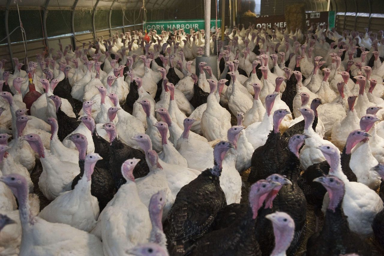 As world meat consumption grows, poultry will be the big winner