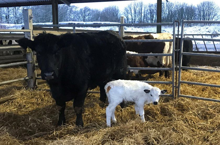 Successful embryo transfer gives hope for one of the UK’s rarest semi-wild cattle breeds