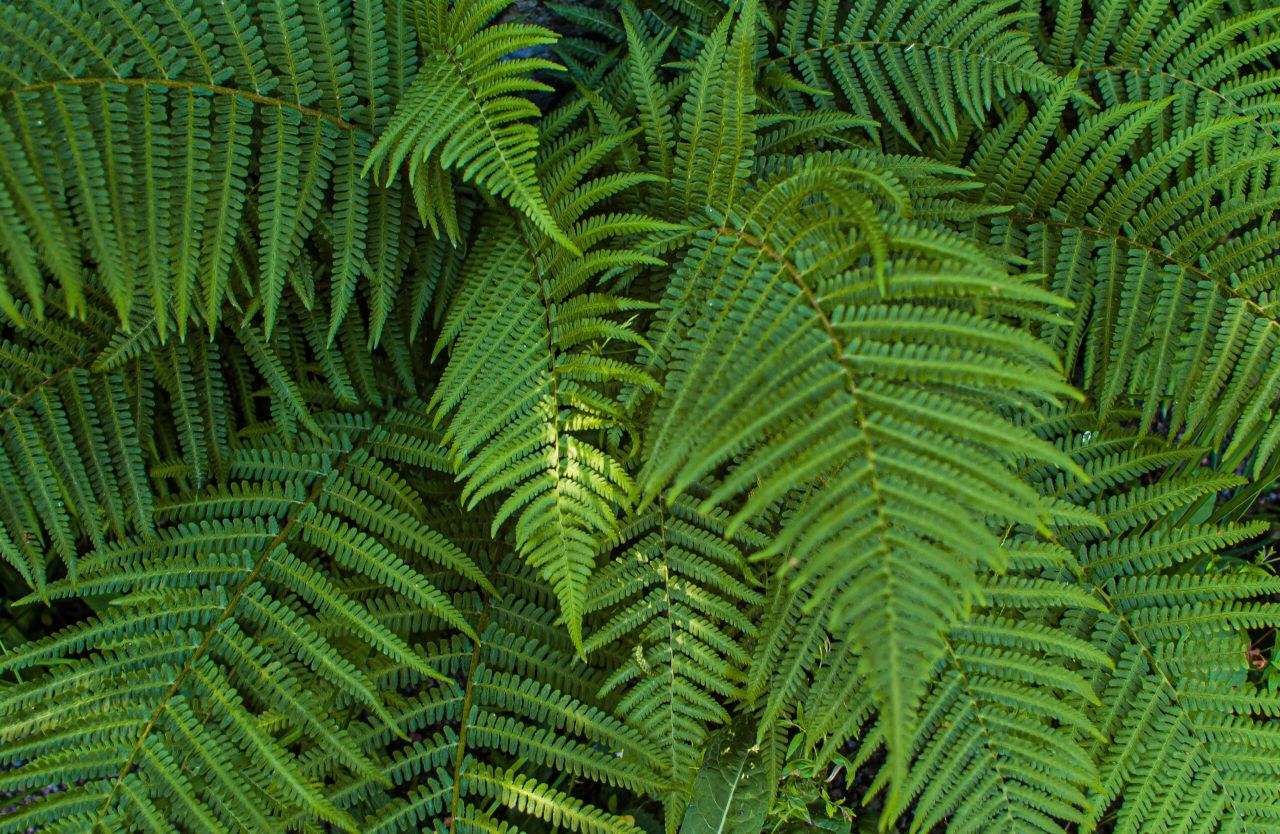 Bracken control: Asulam approved for use in England
