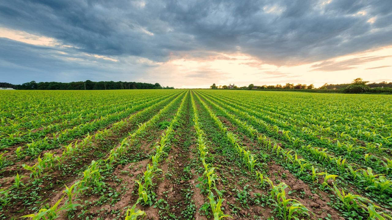 Farmers encouraged to fully incorporate cover crops into soils