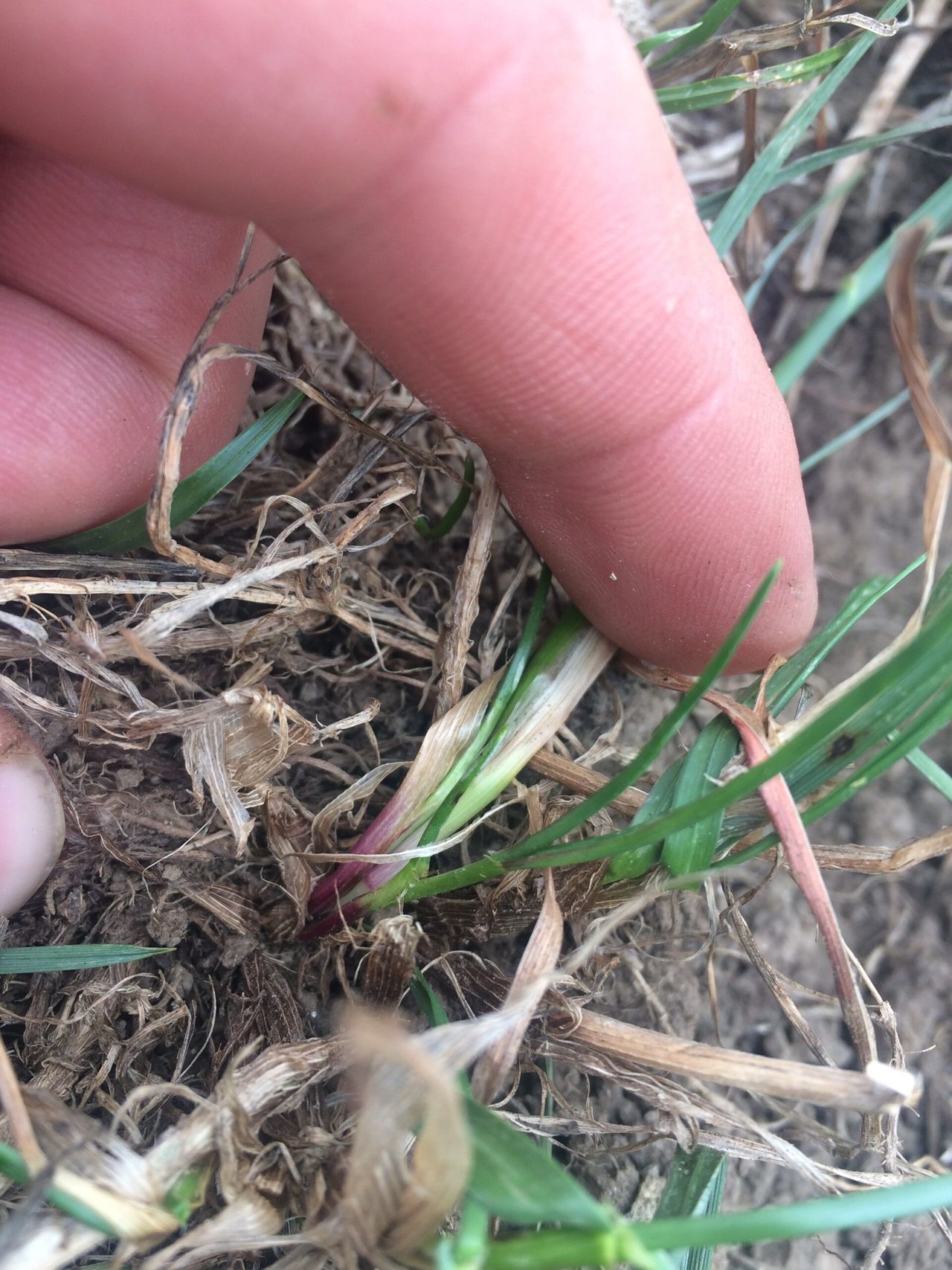 Could you identify perennial ryegrass within a sward?