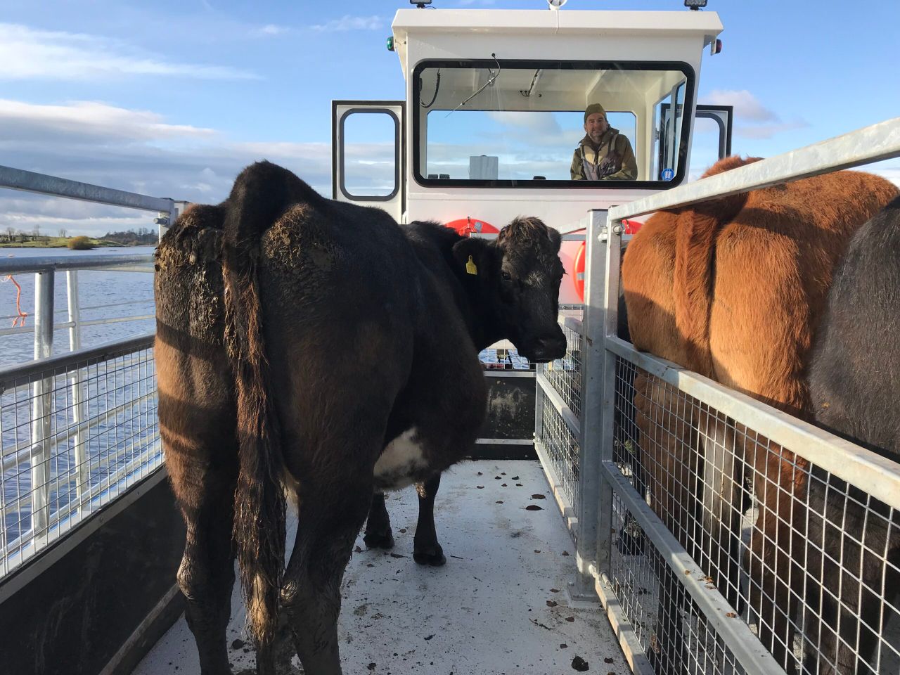 New custom-made ‘cot’ to carry livestock between islands on Lower Lough Erne