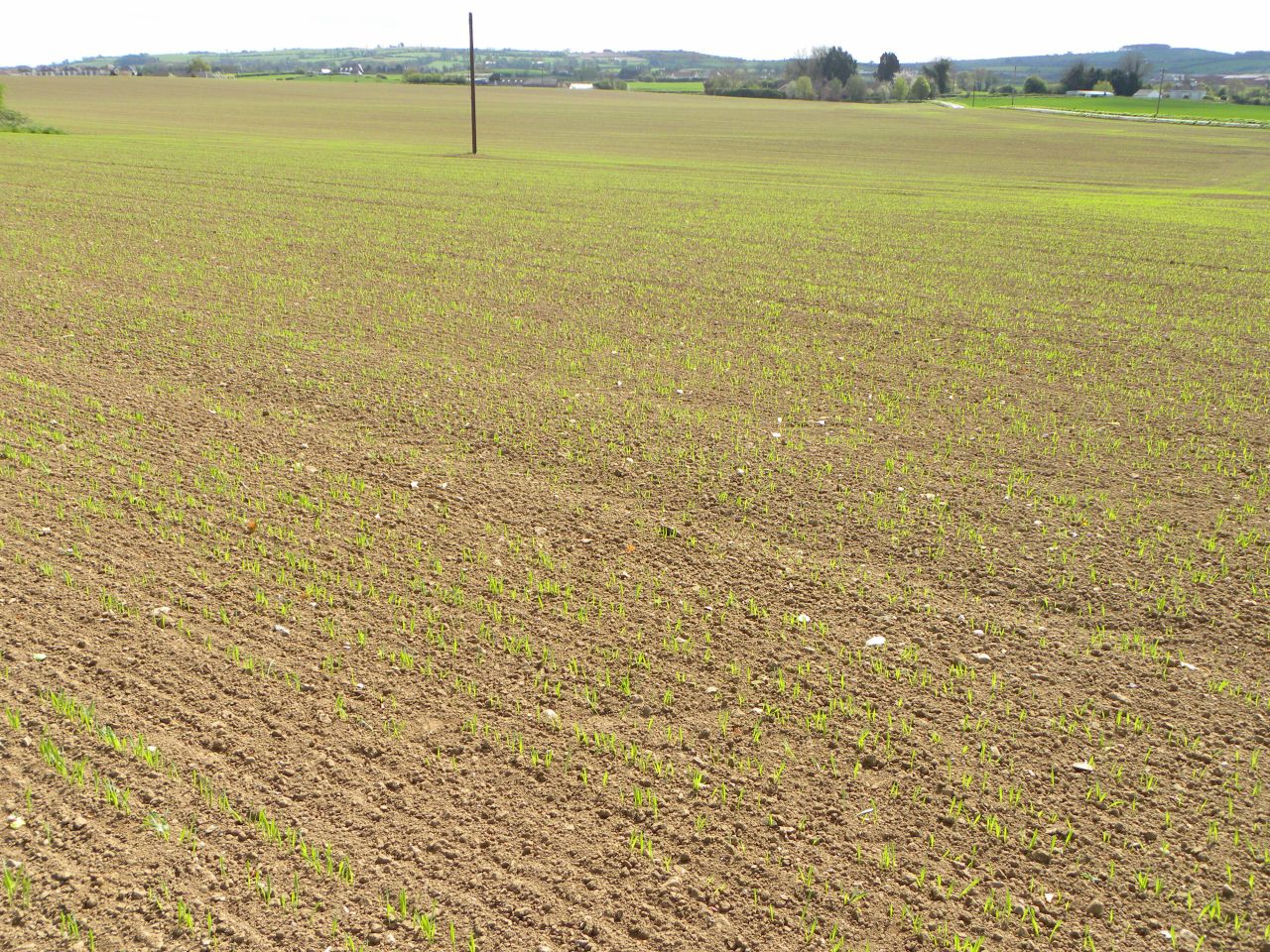 Ukraine spring cereals' planting - down 10%