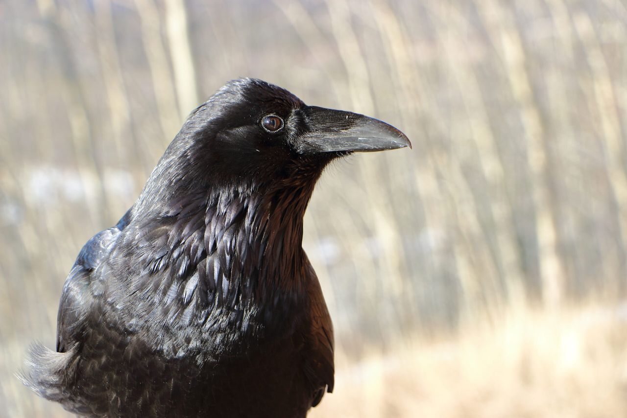 National Sheep Association outlines raven cull options
