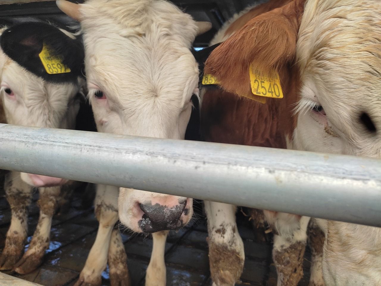 MP sees success with ban for live animal exports