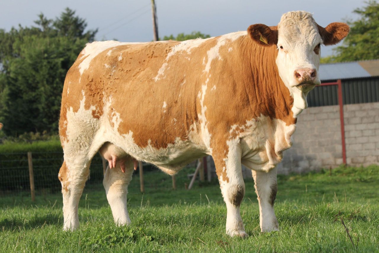 NI-bred Simmental stock are ‘first choice’ for Swiss and German customers