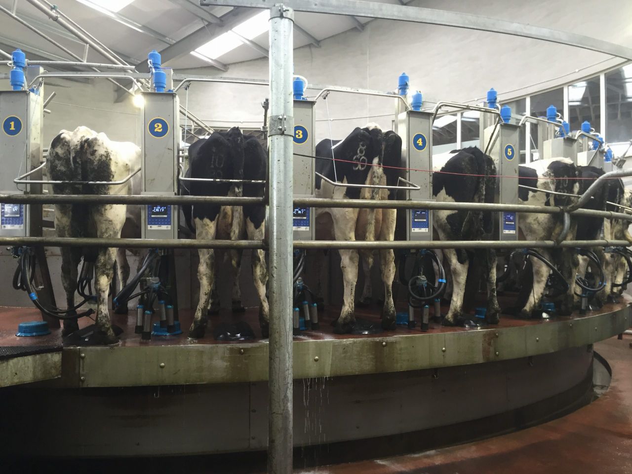 Expanding dairy farmers have 2 options: get better or get bigger